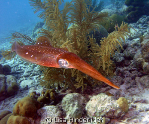 Squid looking pretty in his little garden! by Lisa Hinderlider 